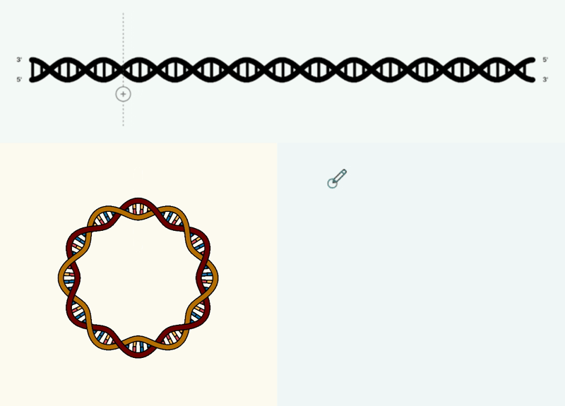 RepliCanvas showing linear, circular, and free-form DNA drawing modes